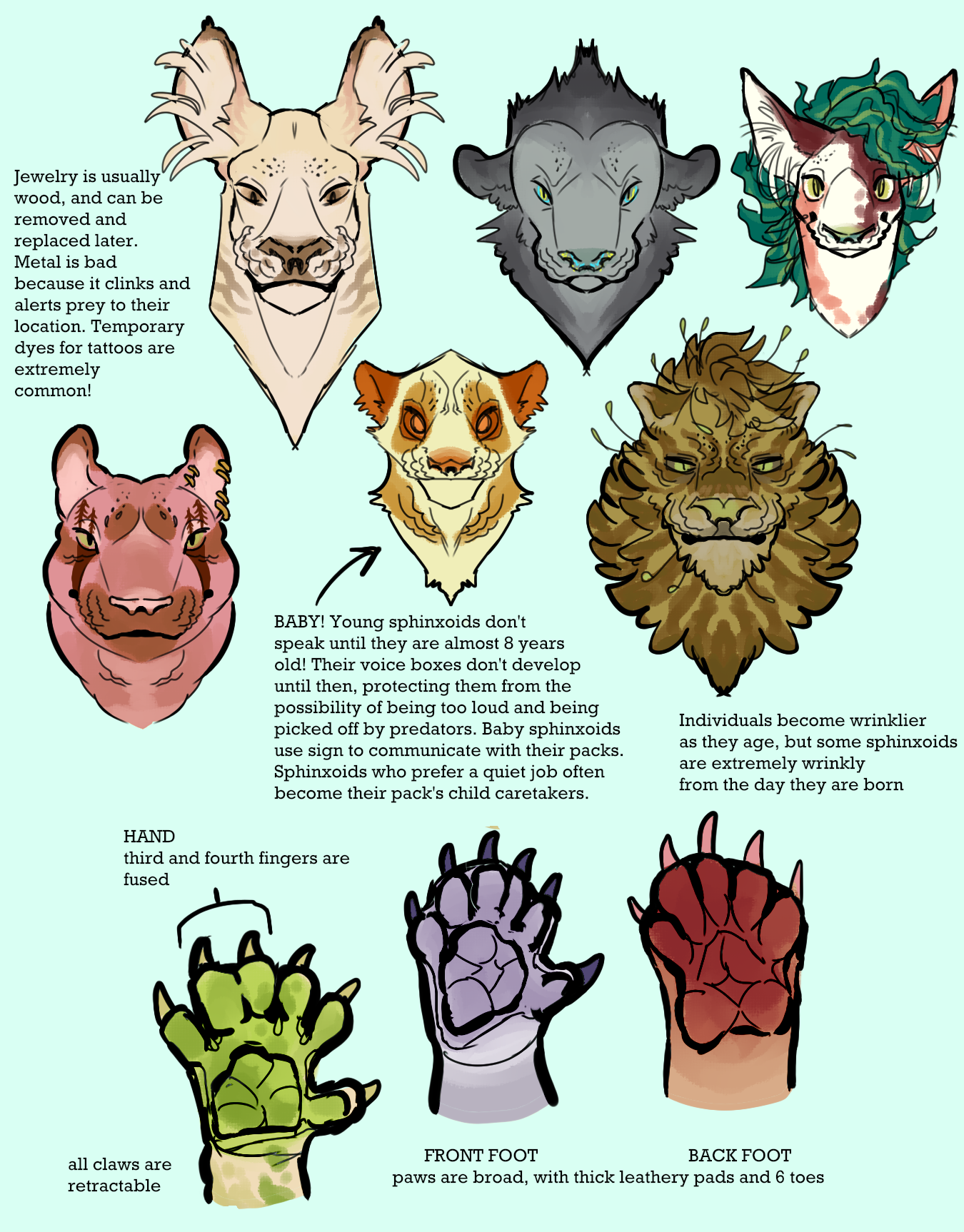 A collection of various Sphinxoid faces, which look like a blend between those of various types of cats and humans. Their jewelry is usually wood and can be removed or replaced later. Metal is bad because it clinks and alerts prey to their location. Temporary dyes for tattoos are extremely common! Young Sphinxoids don't speak until they are 8 years old! Their voice boxes don't develop until then, protecting them from the possibility of being too loud and getting picked off by predators. Baby Sphinxoids use sign to communicate with their packs. Sphinxoids who prefer a quiet job often become their pack's child caretakers. Individuals become wrinklier as they age, but some Sphinxoids are extremely wrinkly from the day they are born. The third and fourth fingers on their hands are fused, and they have six fingers on each hand, and five toes on each foot, but polydactyly is also possible. Their paws are broad, with thick leathery pads.
